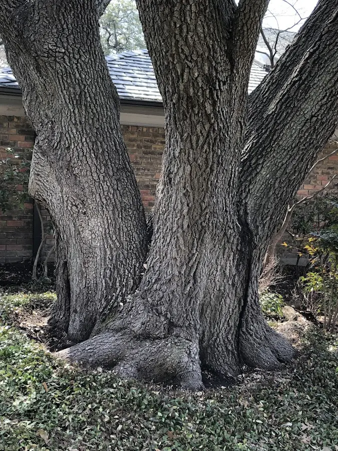 Mature heritage tree close to a Fleming property cared for by certified arborists